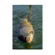 Wafter Sonubaits - Spike'um Wafter Meaty Mussel 8mm